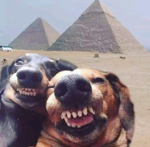 Porn channel image